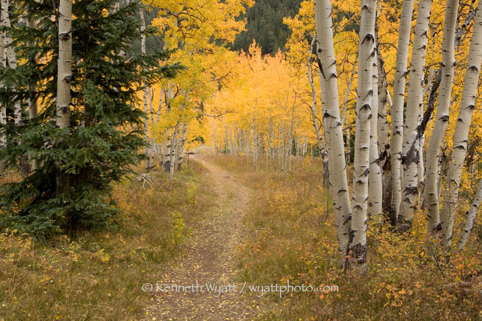 aspen, forest, trail, Aspen, Colorado, fall, fall color photo